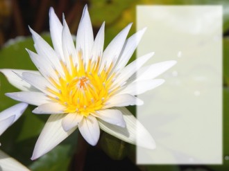 White Water Lily with Text Area