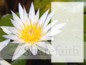 White Water Lily with Text Area