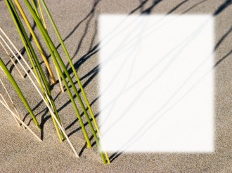 Reeds on the Bank
