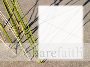 Reeds on the Bank