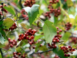 Spring Berries Photo