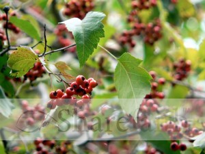 Spring Berries Photo