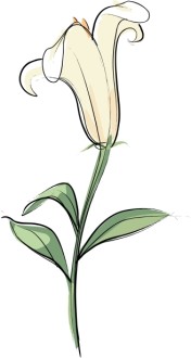 Lily%20Flower%20for%20the%20Easter%20Altar
