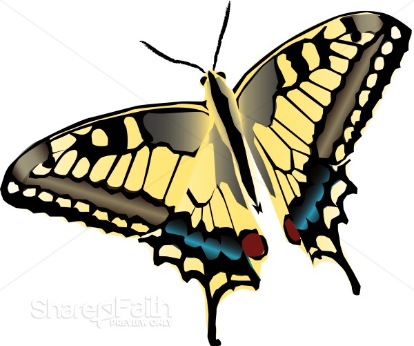 Brightly%20Patterned%20Butterfly