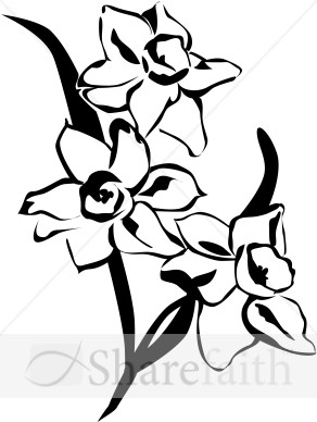 Spring Daffodils  Black and White