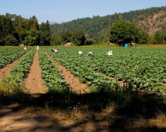 Harvest Image   Zucchini