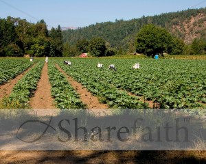 Harvest%20Image%20%20%20Zucchini