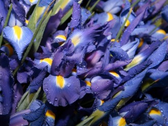 Blue%20Iris%20After%20Rain