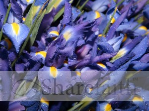 Blue Iris After Rain