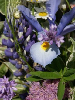 Iris Mixes with Lupine