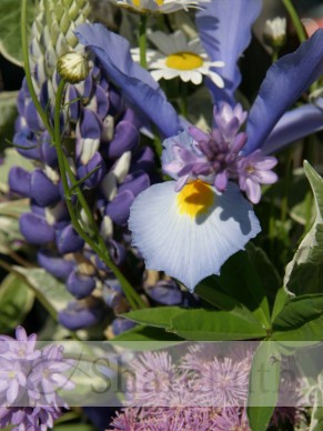 Iris%20Mixes%20with%20Lupine