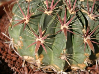 Cactus Thorns