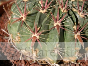 Cactus%20Thorns