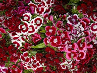 Sea%20of%20Pink%20Dianthus%20Flowers