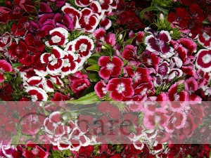 Sea%20of%20Pink%20Dianthus%20Flowers
