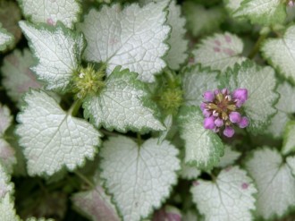 Purple%20Wildflower%20Buds%20Appear%20with%20White%20Leaves