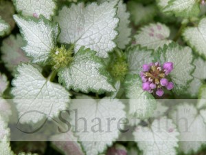 Purple Wildflower Buds Appear with White Leaves
