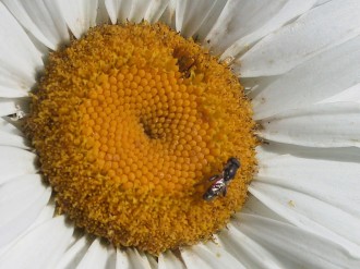 Insect Lands on Daisy