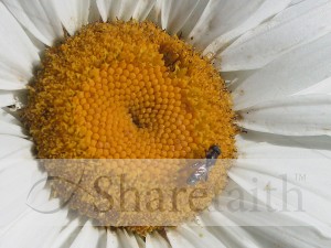 Insect%20Lands%20on%20Daisy