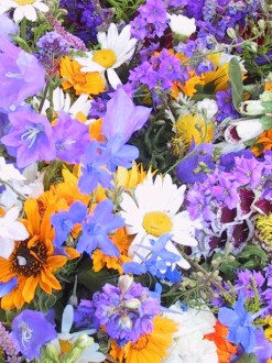Colorful Spring Flowers Image