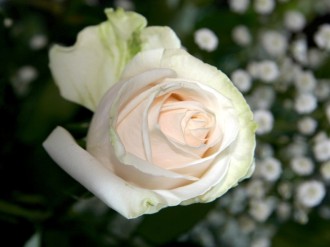 White%20Rose%20Begins%20to%20Unfold