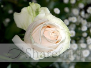 White Rose Begins to Unfold