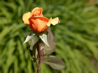 Apricot%20Rose%20Bud%20and%20Stem