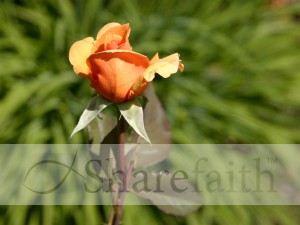 Apricot%20Rose%20Bud%20and%20Stem
