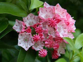 Star Flowers Enjoy Springtime Bloom