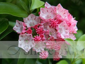 Star%20Flowers%20Enjoy%20Springtime%20Bloom