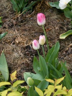 Pink%20Tulips%20Spring%20in%20the%20Garden
