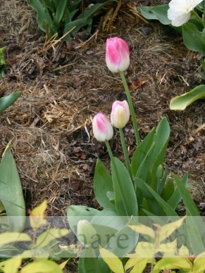 Pink%20Tulips%20Spring%20in%20the%20Garden