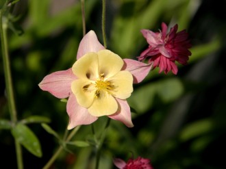 Yellow%20Colombine%20Flower%20Close%20Up