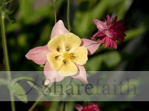 Yellow%20Colombine%20Flower%20Close%20Up