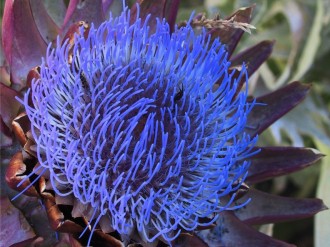 Artichoke in Full Bloom