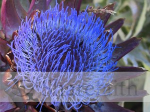 Artichoke%20in%20Full%20Bloom