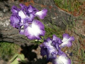 Wild Iris Welcomes Spring