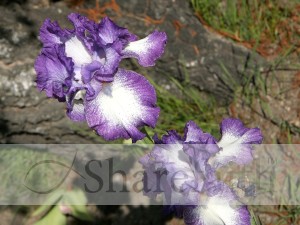 Wild%20Iris%20Welcomes%20Spring