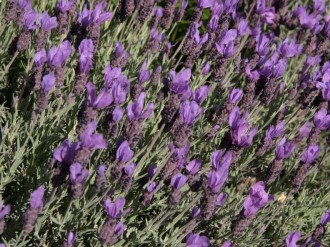 Field of Lavender