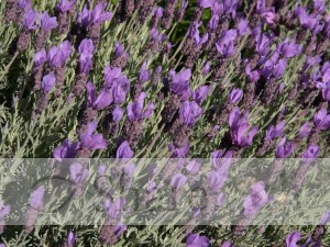 Field%20of%20Lavender