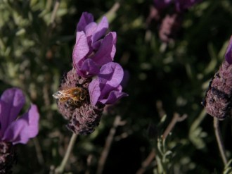 Bee Lands on Lavender Flower