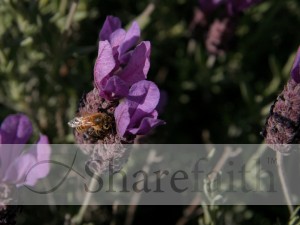 Bee Lands on Lavender Flower