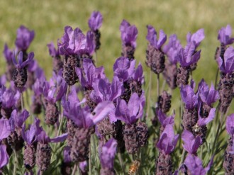 Lavender Flower Bed