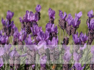 Lavender Flower Bed