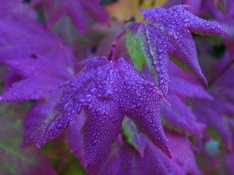 Purple%20Fall%20Leaves%20After%20Rain