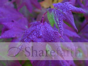 Purple%20Fall%20Leaves%20After%20Rain
