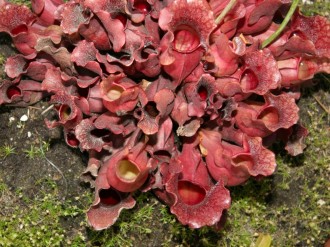 Pink%20Pitcher%20Plant