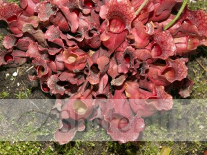 Pink Pitcher Plant