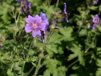 Delicate%20Wild%20Purple%20Geranium