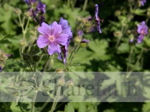 Delicate%20Wild%20Purple%20Geranium